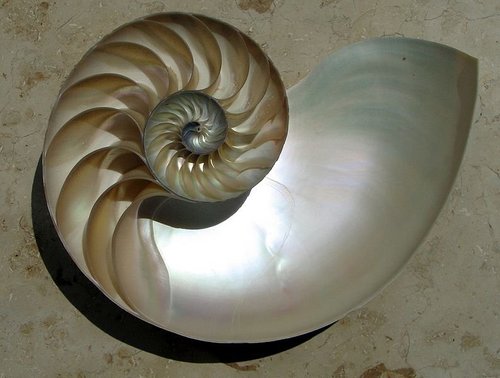 Nautilus spiral shell
